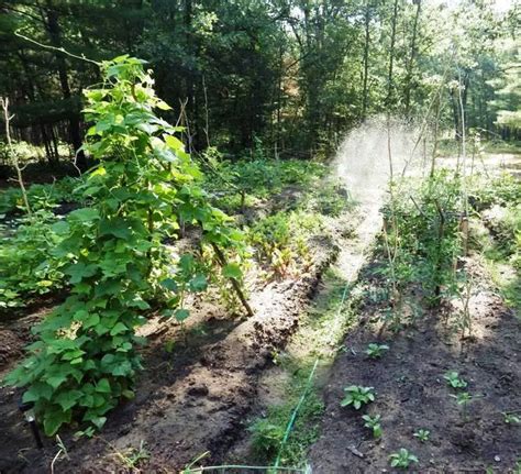 How To Make A Bean Teepee For Your Pole Beans Theworldofsurvival