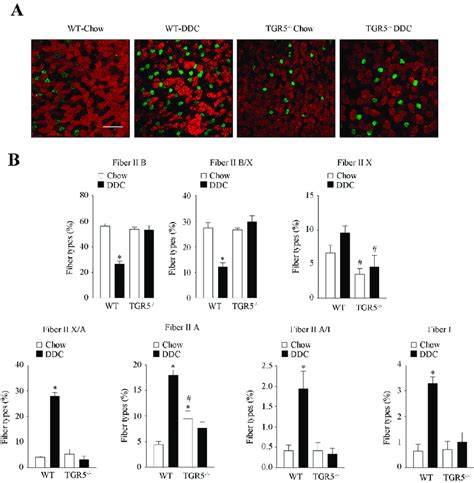 The Fast To Slow Transition In Muscle Fiber Type Induced By Cld Is