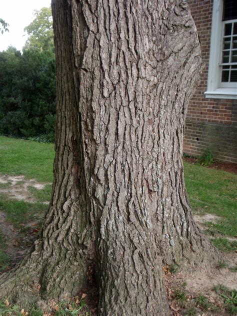 Kentucky Coffee Tree Bark