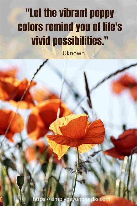 250 Captivating Poppy Quotes to Inspire - SimplyBeyondHerbs