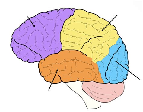 Parts Of The Brain SG Flashcards Quizlet