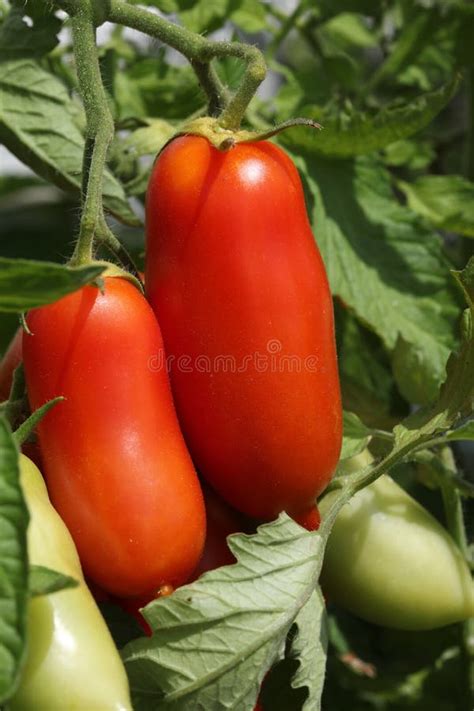 San Marzano Tomatoes On The Ripe Stock Image Image Of Branch Ready