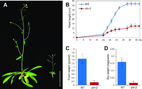 Shoot Growth Phenotypes Of Arabidopsis Wild Type Wt And Shr Adult