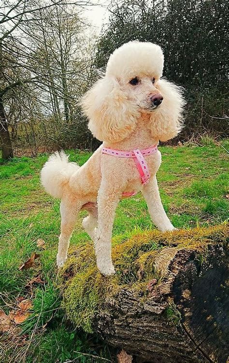 Russian Poodle