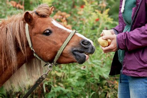 Best Horse Eating Apple Stock Photos, Pictures & Royalty-Free Images - iStock