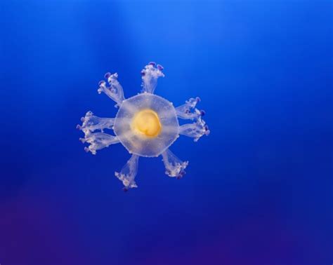 Sunny Side Up: Meet the Incredible Fried Egg Jellyfish