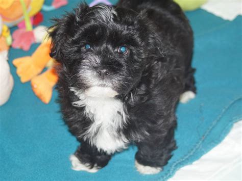 Chiots de race Bichon Havanais à vendre 3 femelles 2 mâles Petite