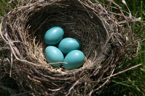 Eco-Art: Bird Nests | North Shore Kid and Family Fun in Massachusetts ...