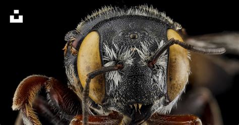 Black And Brown Bee In Close Up Photography Photo Free Insect Image