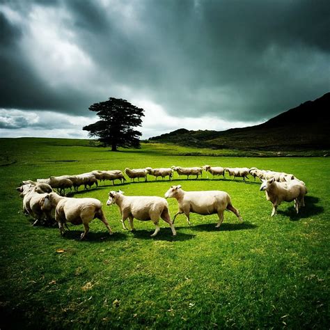 Sheep Walking In Circles Biblical Meaning Bible Wings