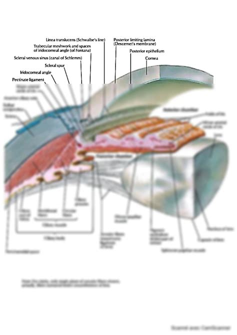 Solution Diagram Of Anterior And Posterior Chambers Of Eyeball Studypool