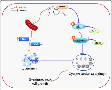 Schematic Representation Of The Mechanism Of Pae Induces Cytoprotective