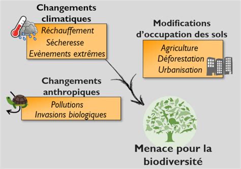 Les Fourmis Esp Ces Sentinelles De Limpact Des Changements Globaux