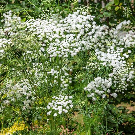 Bishops Flower Or Queen Anees Lace Seed Ammi Majus Flower Seeds