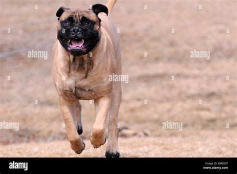 A Bull Mastiff Pit Bull Guard Dog Charging Attacking Protecting