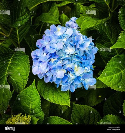 La Cabeza De La Flor Azul Grande Hortensia Hydrangea Macrophylla