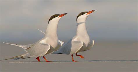 Common Tern Identification All About Birds Cornell Lab Of Ornithology