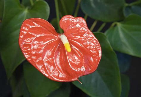 Anthurium Coltivazione Potatura E Riproduzione Giardinaggio Fiori