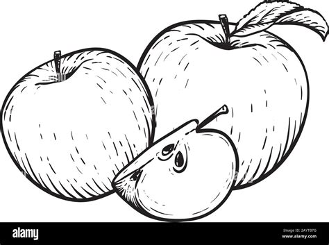 Engraved Vector Illustration Of An Apples With Apple Half Vintage