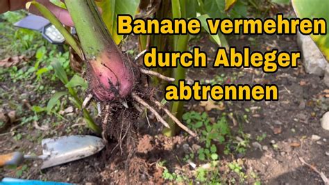 Banane Durch Ableger Vermehren Kindel Abtrennen Der Musa Basjoo Youtube