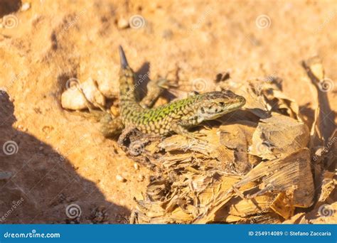 Endemic Lizard On The Island Of Comino Malta Stock Image Image Of