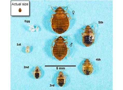 Bedbug Life Cycle And Stages Of Adult Bedbug Development[28] Download Scientific Diagram