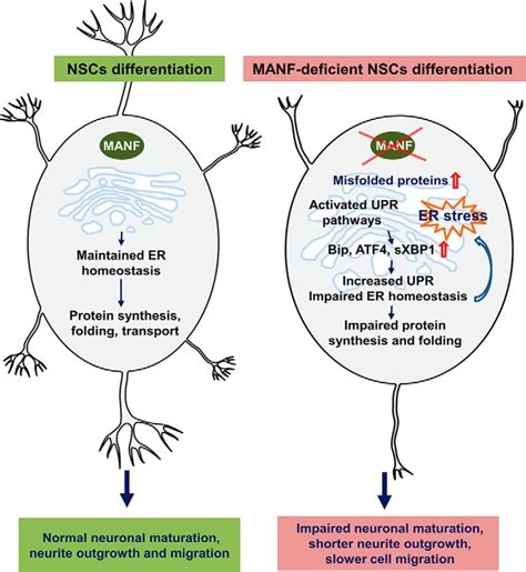 Manf Is Essential For Neurite Extension And Neuronal Migration In The