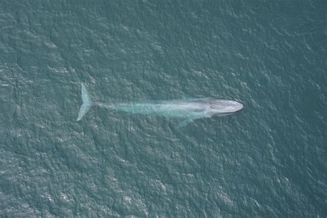 Vinvis Duikt Met Traag Hartritme Nrc