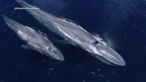 Drone footage shows rare blue whale with calf off San Diego coast