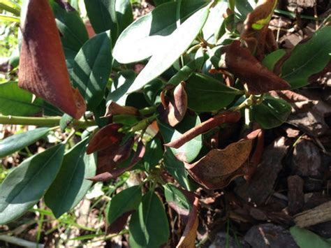 Rhododendron With Brown Leaves