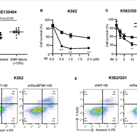 RanBP3 Silencing Increases The IM Induced Apoptosis Of CML Cells A