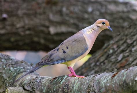 2700 Mourning Dove Stock Photos Pictures And Royalty Free Images Istock