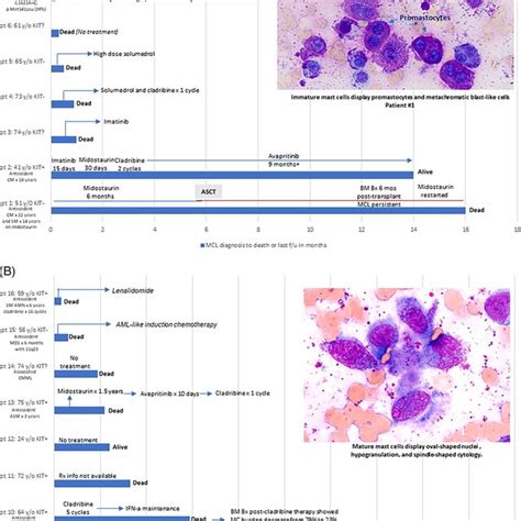 A Mast Cell Leukemia With Immature Cytomorphology B Mast Cell Download Scientific Diagram