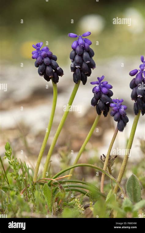 Grape Hyacinth Common Grape Hyacinth Starch Grape Hyacinth Muscari