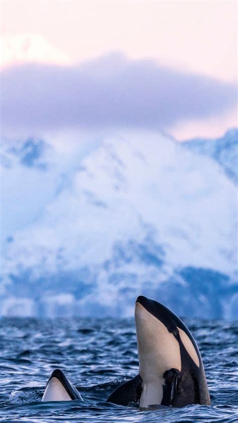Orcas In Norway Whale Watching Norway Norway Winter Tromso Norway