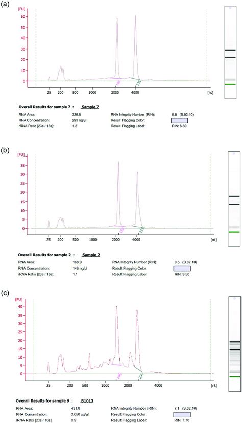 Bioanalyzer Results Electropherograms Of Total Rna Extracted From