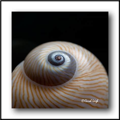 Carol Leigh: Moon snail shell from Sanibel Island