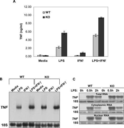 Altered Regulation Of Tnf Expression In The Fxr1 Ko Macrophage Cell