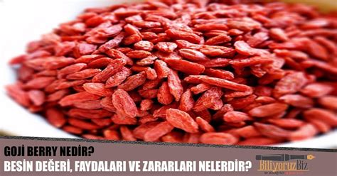 Goji Berry Kurt Üzümü Nedir Besin Değeri Faydaları Ve Zararları