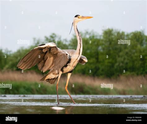 Schudt Hi Res Stock Photography And Images Alamy