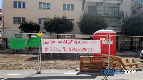 Cassino La Piazza Delle Polemiche Lasciate Gli Alberi Al Loro Posto