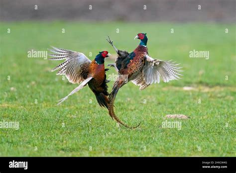 Common Pheasant Ring Necked Pheasants Phasianus Colchicus Two