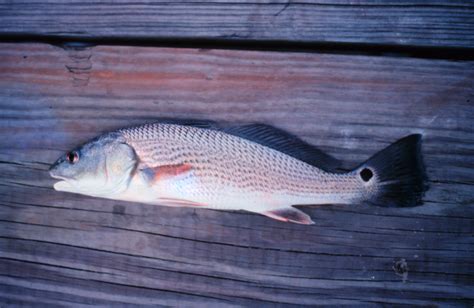 The Autumn Journey Of Red Drum Panhandle Outdoors