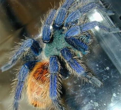 1000+ images about Green Bottle Blue Tarantula Pictures (Chromatopelma ...