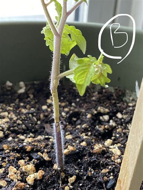 Diagnosis Help Me Diagnose My Tomato Plant S Stem Problem