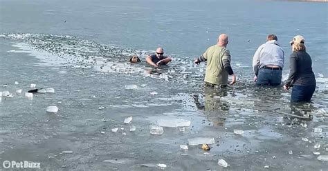 Heartwarming Moment: Hero Saves Drowning Dog – Pet Buzz