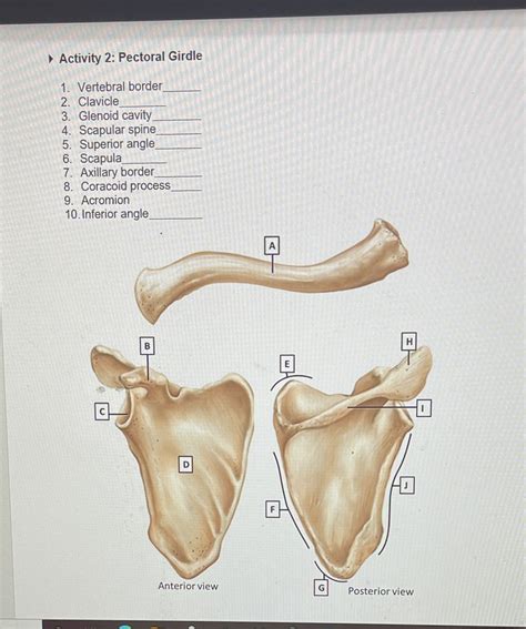 Scapula Clavicle Diagram Quizlet