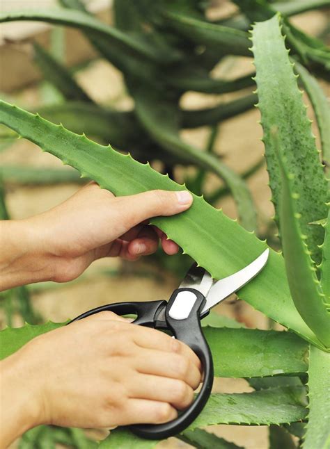 Aloe Harvesting How And When To Harvest An Aloe Vera Plant