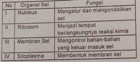 Pasangan Antara Organel Sel Beserta Fungsinya Yang