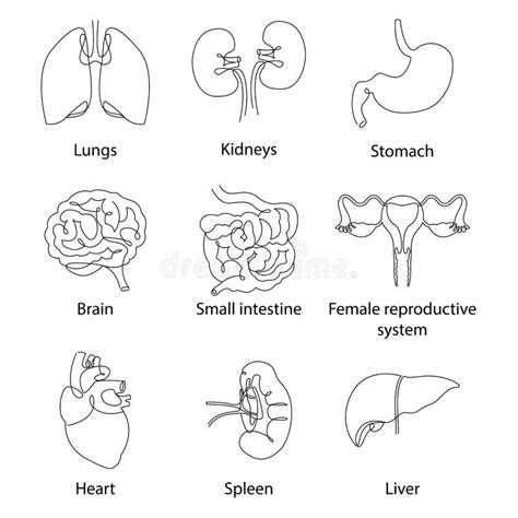 Continue Reeks Menselijke Organen Vector Illustratie Illustration Of